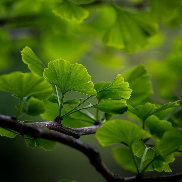 Ginkgo biloba