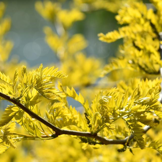 Gleditsia triacanthos 'Sunburst'