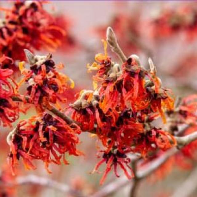 Hamamelis interm. 'Diane'