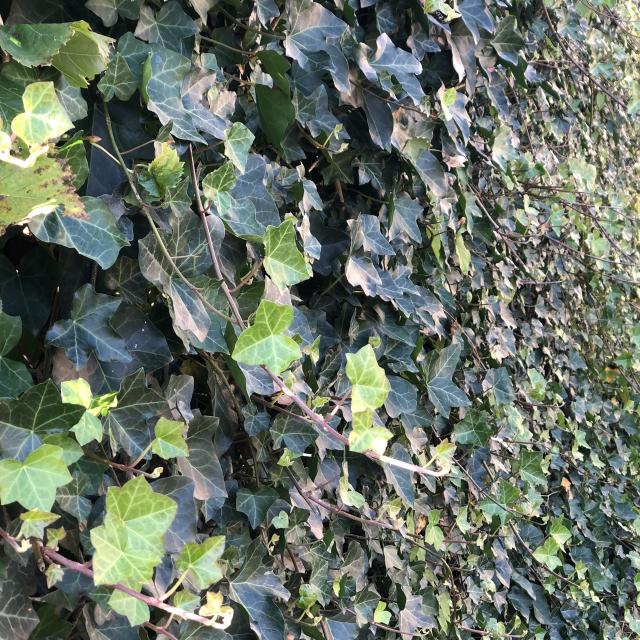 Hedera Hibernica