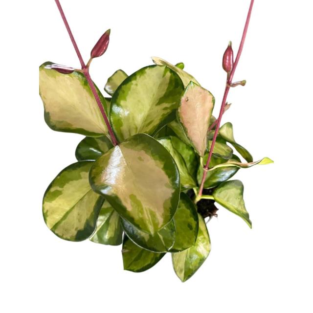 Hoya carnosa 'Tricolor'