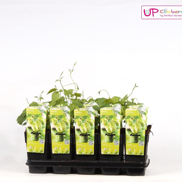 Humulus lupulus 'Nordbrau'