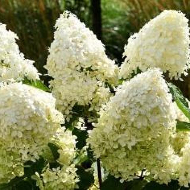 Hydrangea paniculata 'Pink Lady'