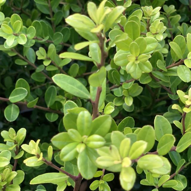 Ilex crenata 'Green hedge'