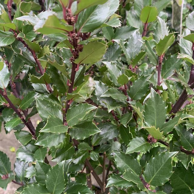 Ilex meserveae 'Blue Princesse'