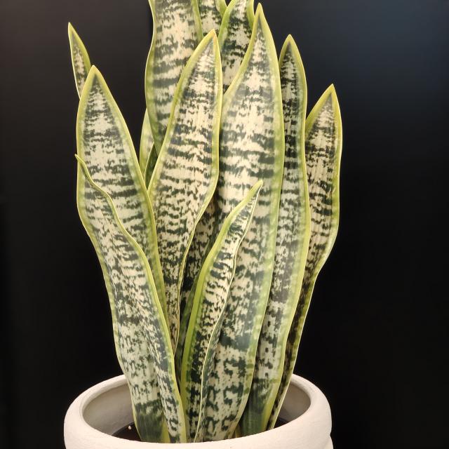 Sanseviera kunstplant