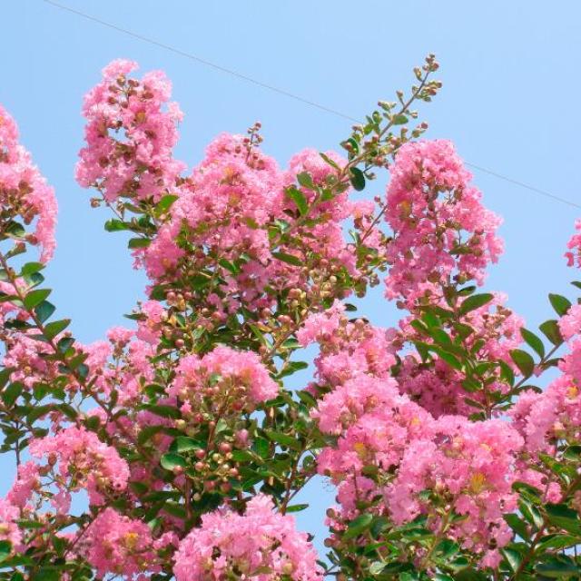Lagerstroemia indica 'Rosea'