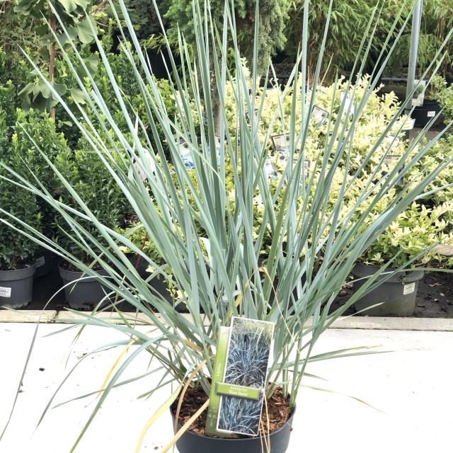 Leymus arenarius 'Blue dune'