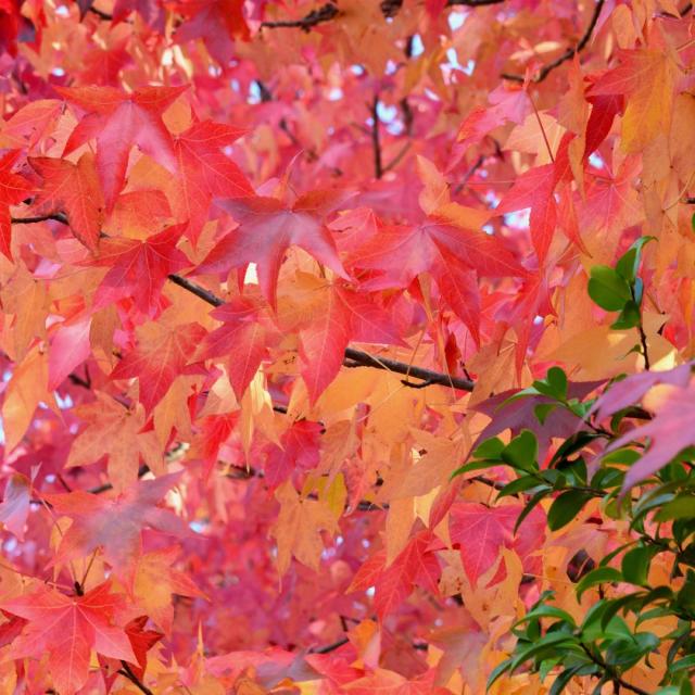 Liquidambar styraciflua 'Worplesdon'
