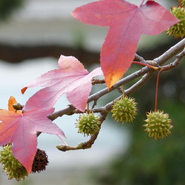 Liquidambar styraciflua