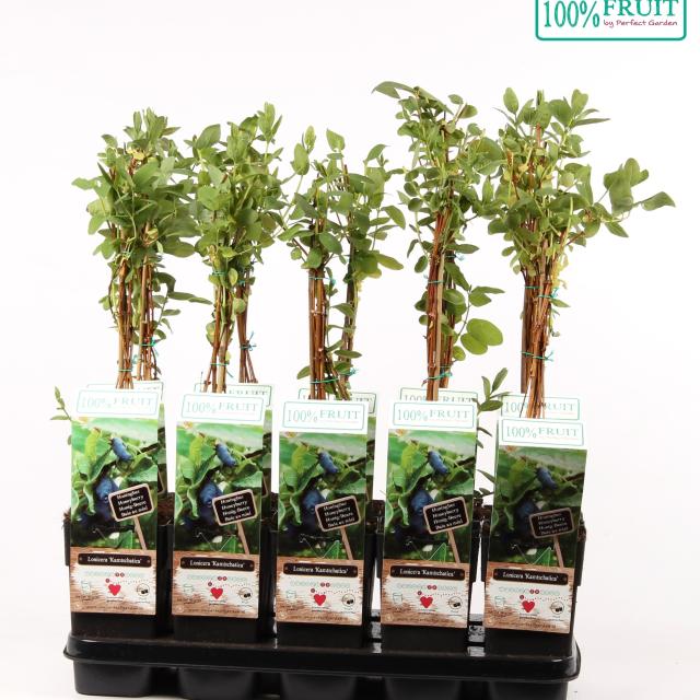 Lonicera Kamtschatica