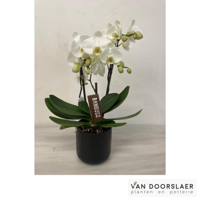 Orchidee Bambuso