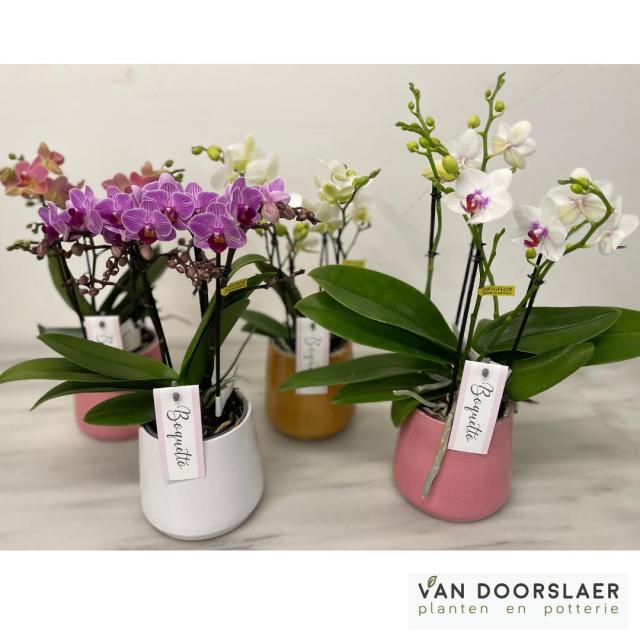 Orchidee Boquetto