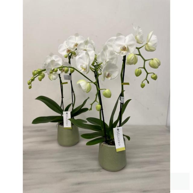 Orchidee Maistro