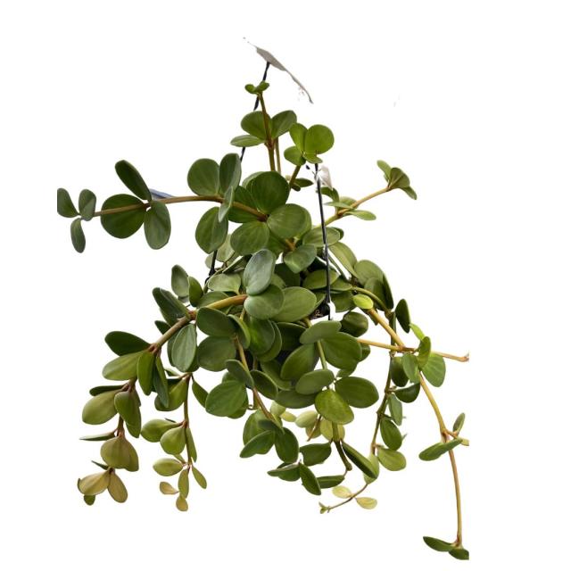 Peperomia tetraphylla hope