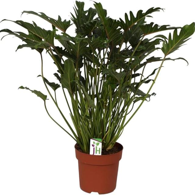Philodendron xanadu