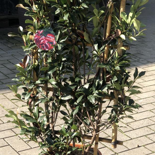 Photinia fraseri 'Dynamo Red'