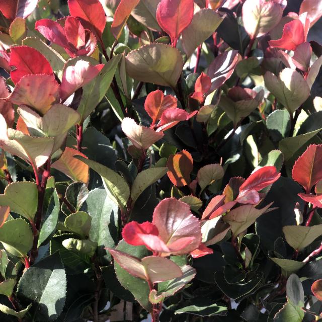 Photinia fraseri 'Little Red Robin'