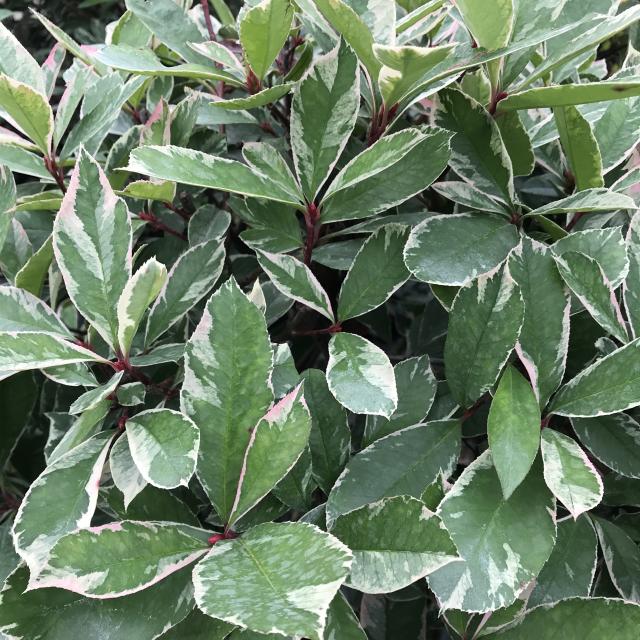 Photinia fraseria 'Pink Marble'