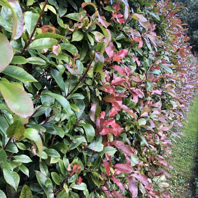 Photinia fraseri 'Red Robin'
