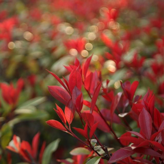 Photinia fraseri 'Robusta Compacta'