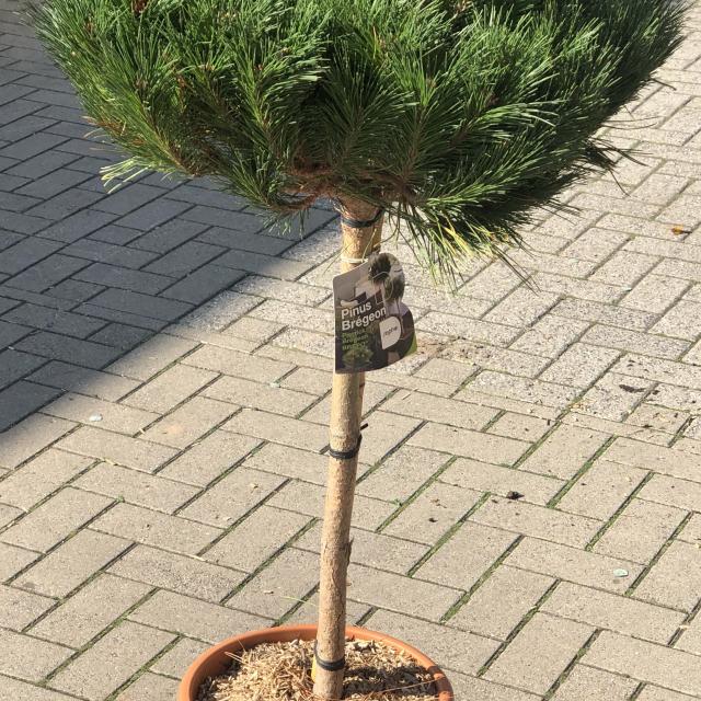 Pinus nigra 'Brepo'