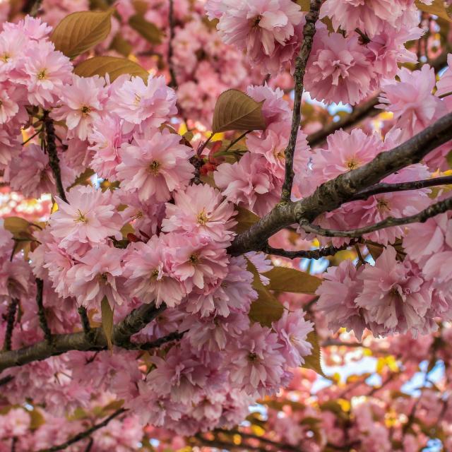 Prunus 'Kanzan'