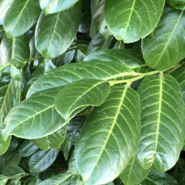 Prunus laurocerasus 'Rotundifolia'