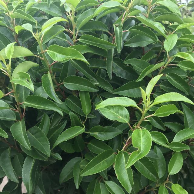 Prunus lusitanica 'Angustifolia'