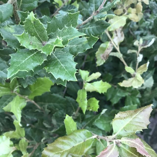 Quercus ilex