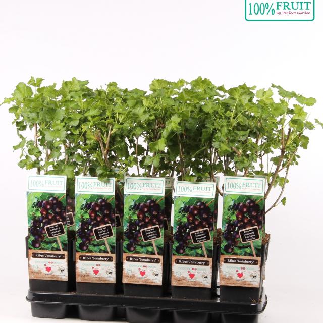 Ribes Jostaberry