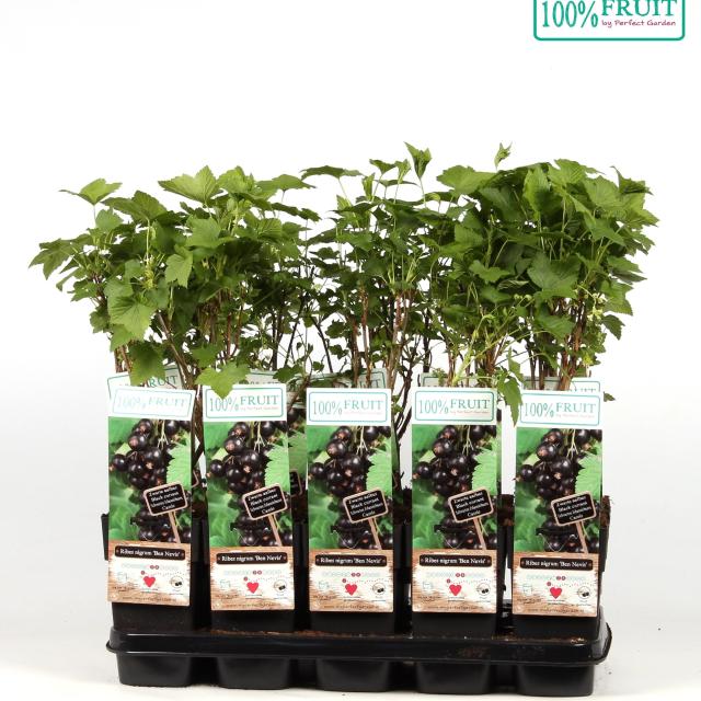 Ribes nigrum 'Ben Nevis'