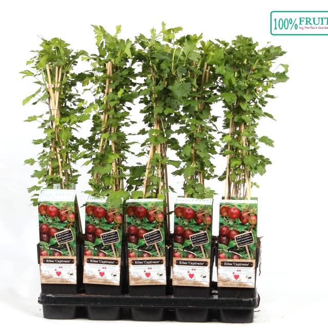 Ribes uva-crispa 'Captivator'