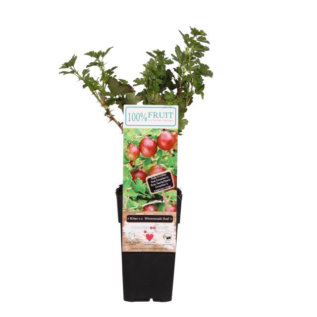 Ribes uva-crispa 'Hinnonmäki Röd'