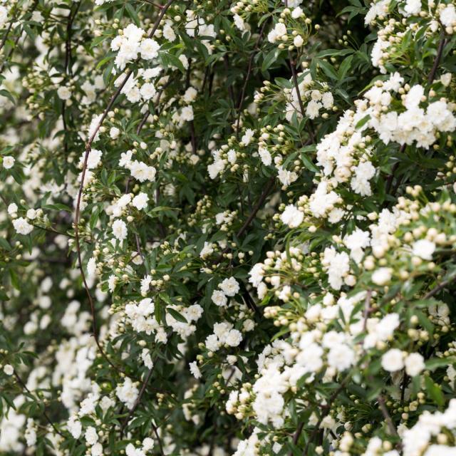 Rosa Banksiae alba plena