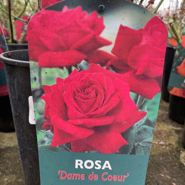 Rosa Dame de Coeur