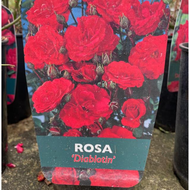 Rosa Diablotin