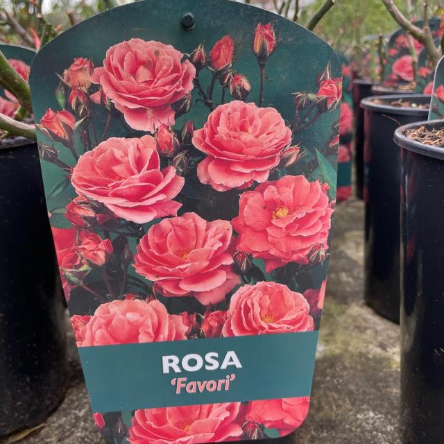 Rosa Favori