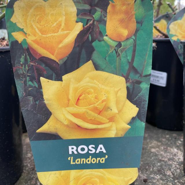 Rosa Landora