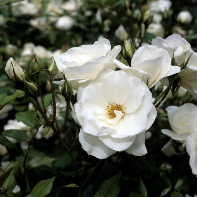 Rosa (F) 'Schneewittchen'