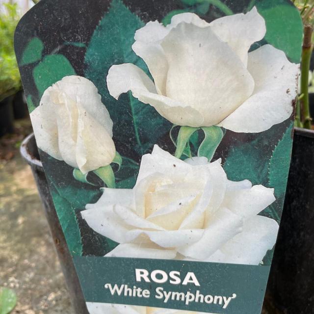 Rosa White Symphonie