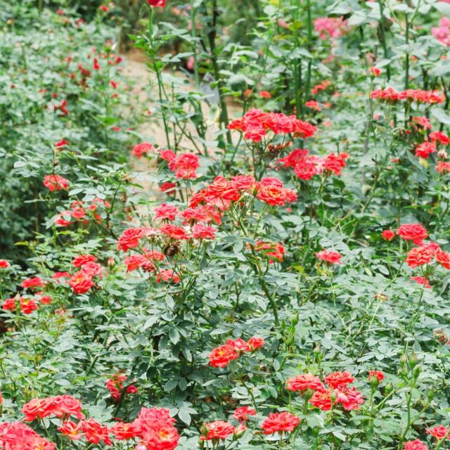 Rosa 'Rote The Fairy'