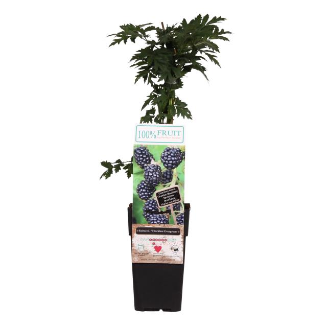 Rubus fruticosus 'Thornless Evergreen'
