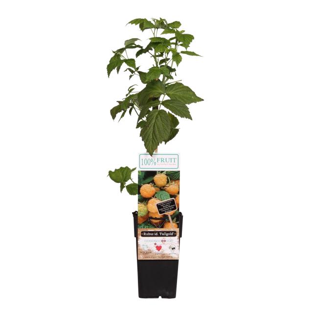 Rubus idaeus 'Fallgold'