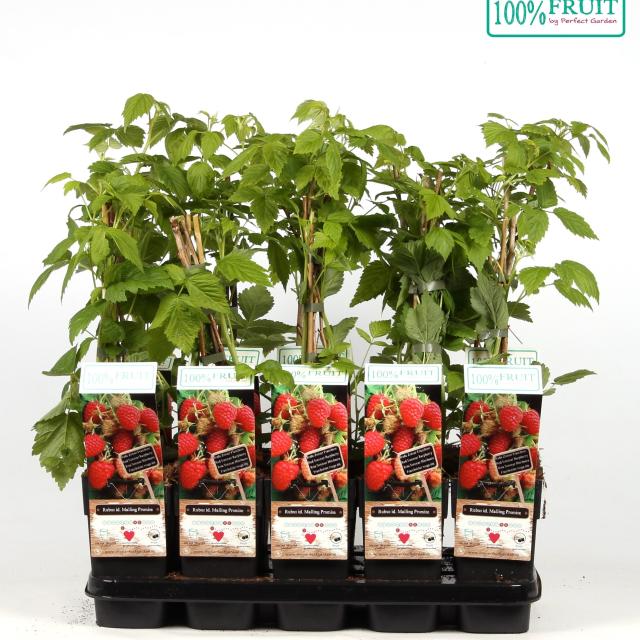 Rubus idaeus 'Malling Promise'