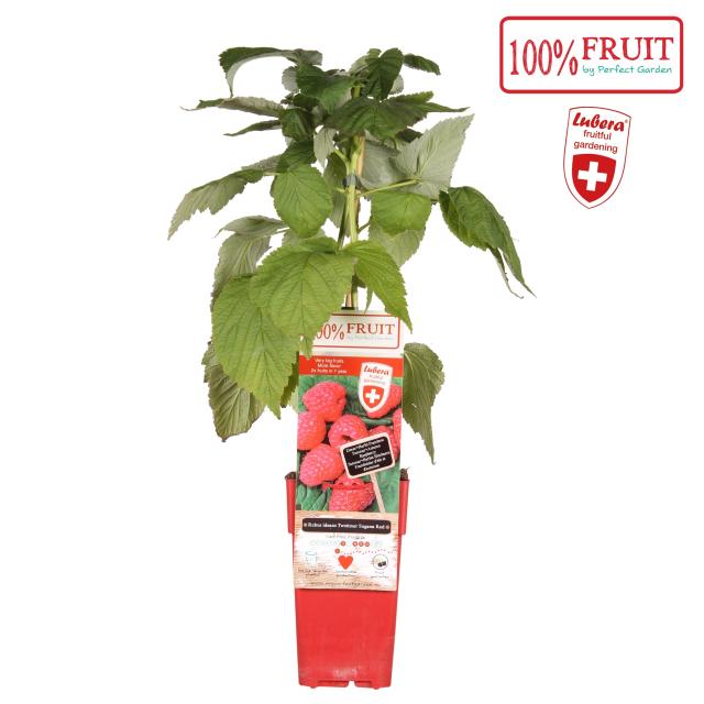 Rubus idaeus 'Twotimer Sugana Red'