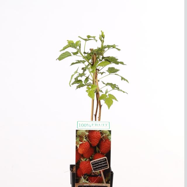 Rubus idaeus 'Zefa Herbsternte'