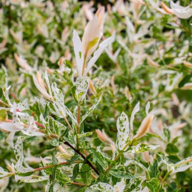 Salix integra 'Hakuro Nishiki'