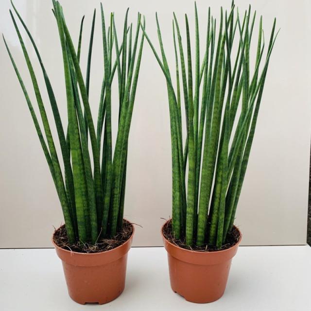 Sanseviera 'Baccularis'