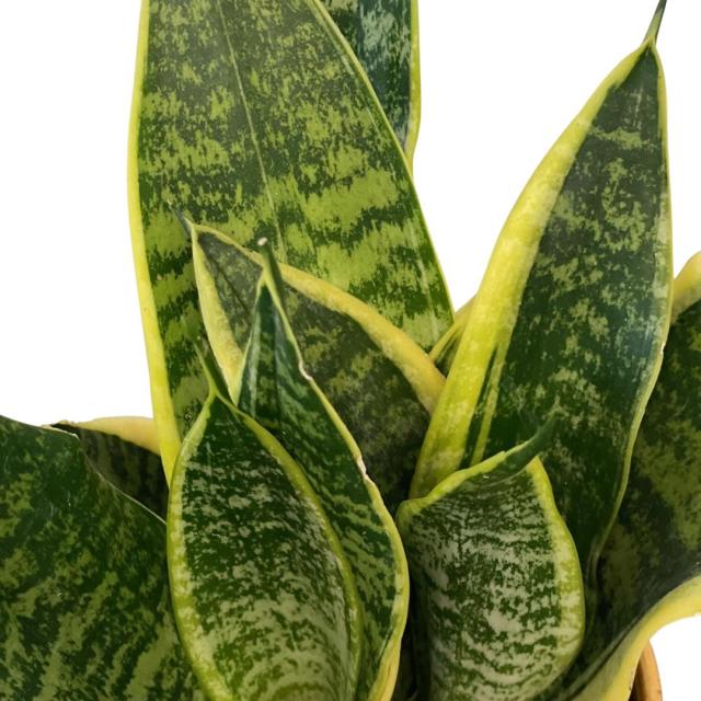 Sanseviera 'Futura Superba'
